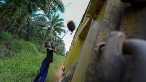 Palm Oil Magazine
