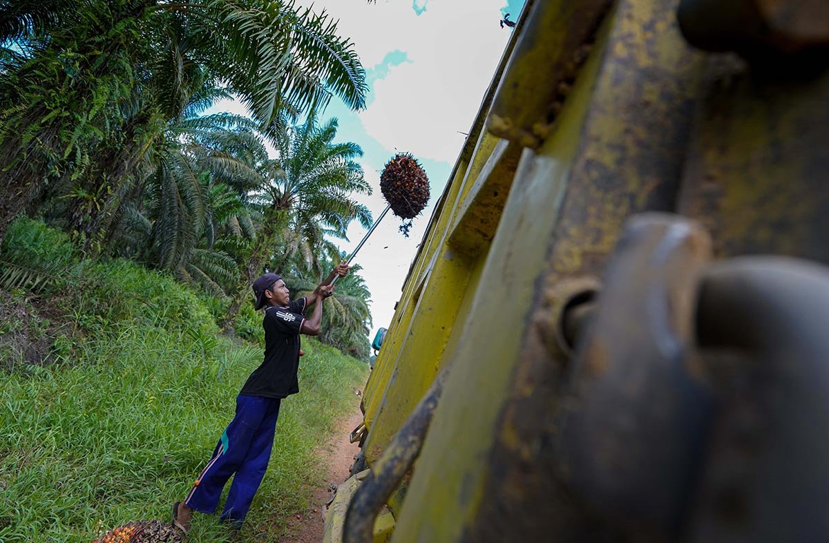 Jambi FFB Prices Fall IDR 32.15/kg for August 14–20, 2026 Palm Oil Magazine