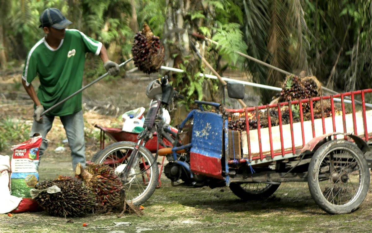 FFB_khamidi setyobudi Palm Oil Magazine