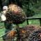 Palm Oil Magazine