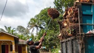 Palm Oil Magazine