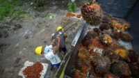 Palm Oil Magazine