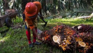 Palm Oil Magazine