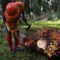 Palm Oil Magazine