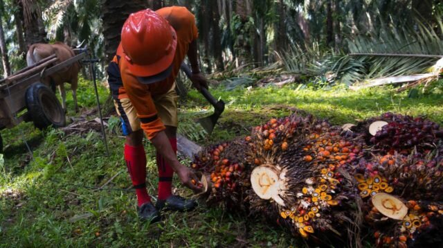 Palm Oil Magazine