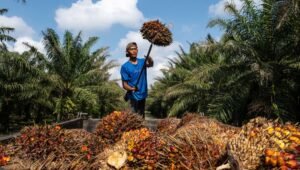 Palm Oil Magazine