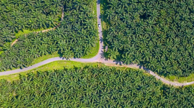Palm Oil Magazine