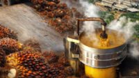 Malaysia CPO Futures Rebound to RM4,660 on Stronger Vegetable Oils, Crude Oil Recovery Palm Oil Magazine
