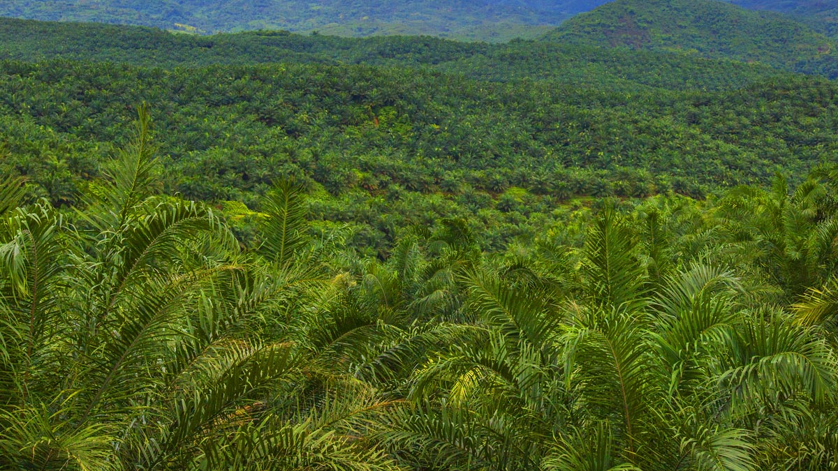 Palm Oil Magazine