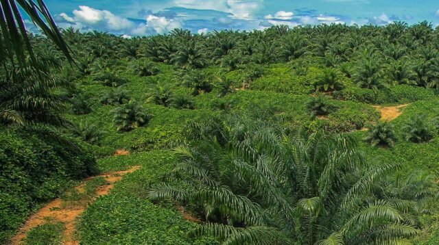 Palm Oil Magazine