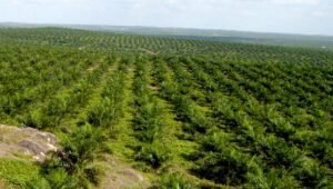 Palm Oil Magazine