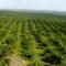 Palm Oil Magazine