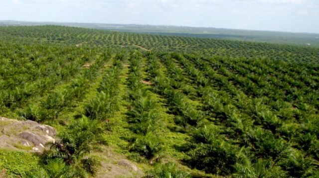 Palm Oil Magazine