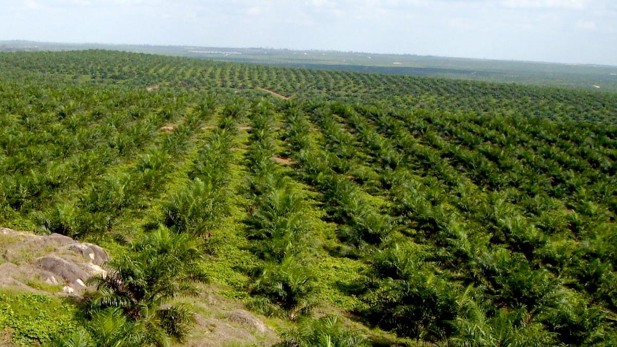 STAA Reports Higher Revenue in First Half of 2026 Despite Lower Palm Oil Production Palm Oil Magazine