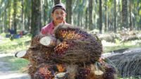 North Sumatra Raises Palm Oil FFB Price to IDR 4,073.80/Kg for 10–20-Year-Old Trees Palm Oil Magazine