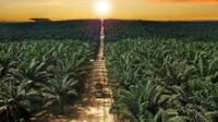 Palm Oil Magazine