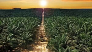 Palm Oil Magazine