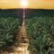 Palm Oil Magazine