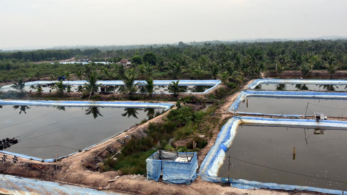 BRIN: Indonesia Has Potential to Become a Major Global Palm Oil Biogas Producer Palm Oil Magazine
