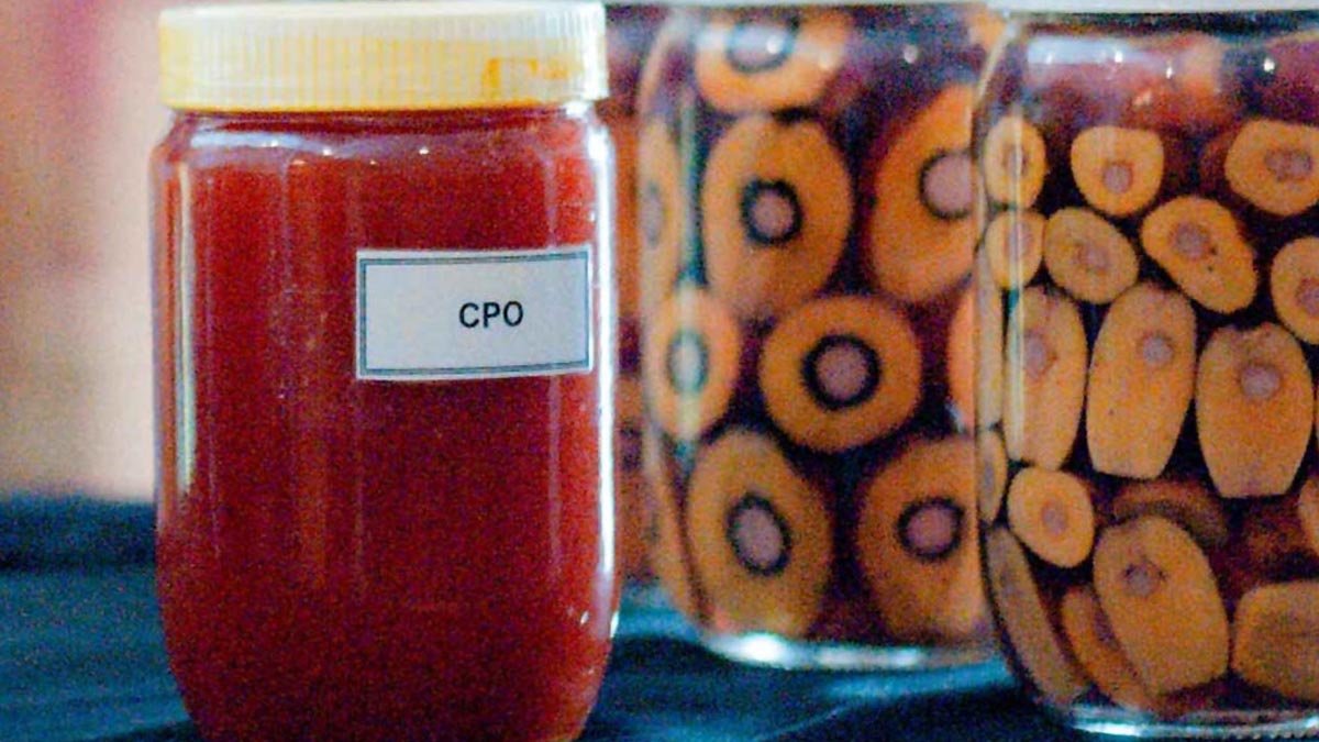 KPBN CPO Price Falls to IDR 15,957/kg on Tuesday (Sept. 8), Malaysia Futures Near RM5,000 Palm Oil Magazine