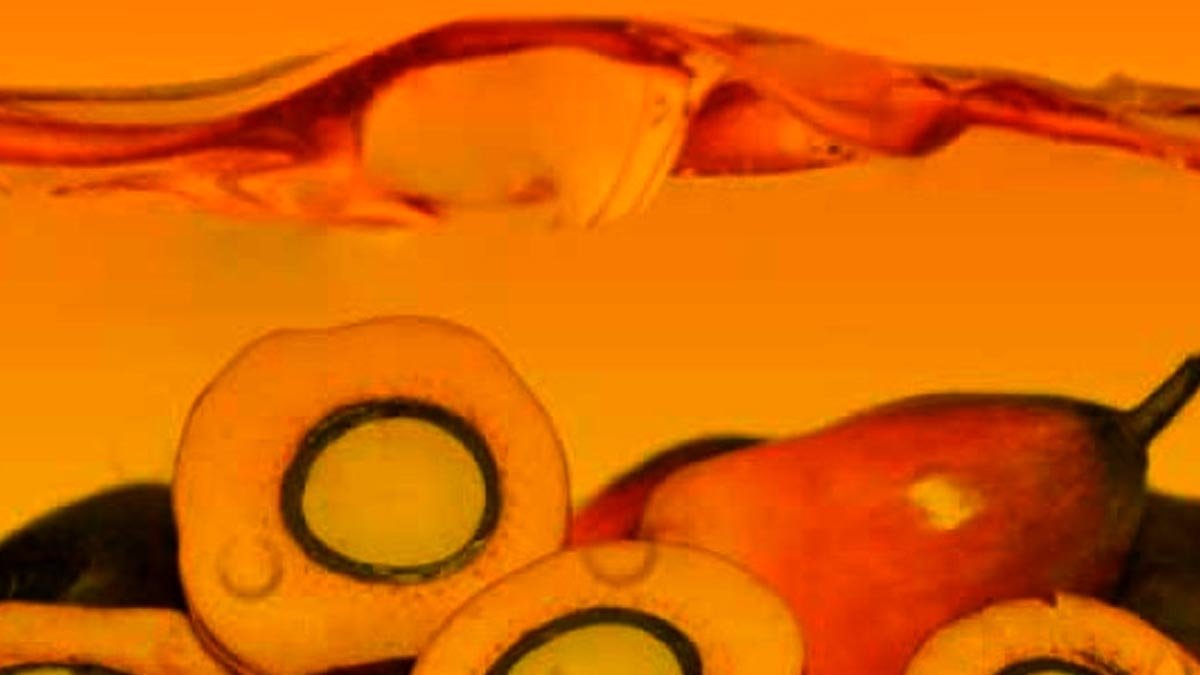 KPBN Inacom CPO Price Falls IDR 57/Kg to IDR 15,900, CIF Rotterdam at US$1,600/Ton Palm Oil Magazine