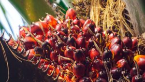 Palm Oil Magazine