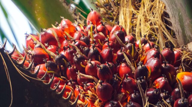 Palm Oil Magazine