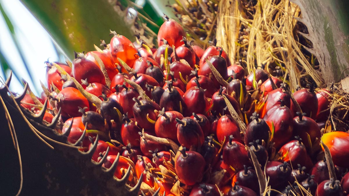 Indonesia’s Palm Oil Sector Faces High VAT Overpayment Exposure, UI Study Finds Palm Oil Magazine