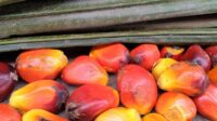 European Parliament Simplifies EUDR, Palm Oil Compliance Deadline Extended to 2027 Palm Oil Magazine