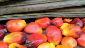 Palm Oil Magazine