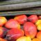 Palm Oil Magazine