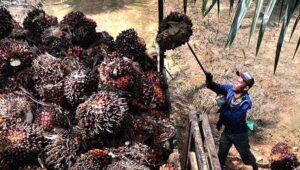 Palm Oil Magazine
