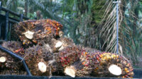 Riau Plasma Smallholder FFB Prices Fall IDR 36.41/kg to IDR 3,912.29 Palm Oil Magazine