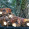Palm Oil Magazine
