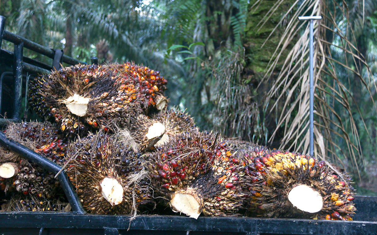 Palm Oil Magazine