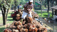 South Sumatra Palm Oil FFB Price Hits IDR 3,823.99/kg in September 2026 Palm Oil Magazine