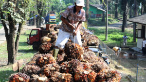 Palm Oil Magazine