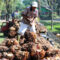 Palm Oil Magazine