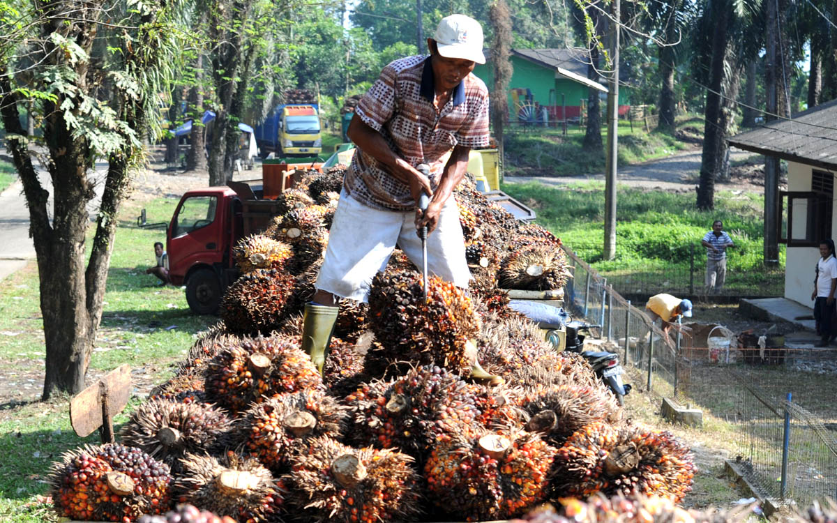 South Sumatra Palm Oil FFB Price Hits IDR 3,823.99/kg in September 2026 Palm Oil Magazine