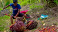 Jambi FFB Price Hits IDR 3,913.49 per Kg for 10–20-Year-Old Palms Palm Oil Magazine