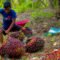 Palm Oil Magazine