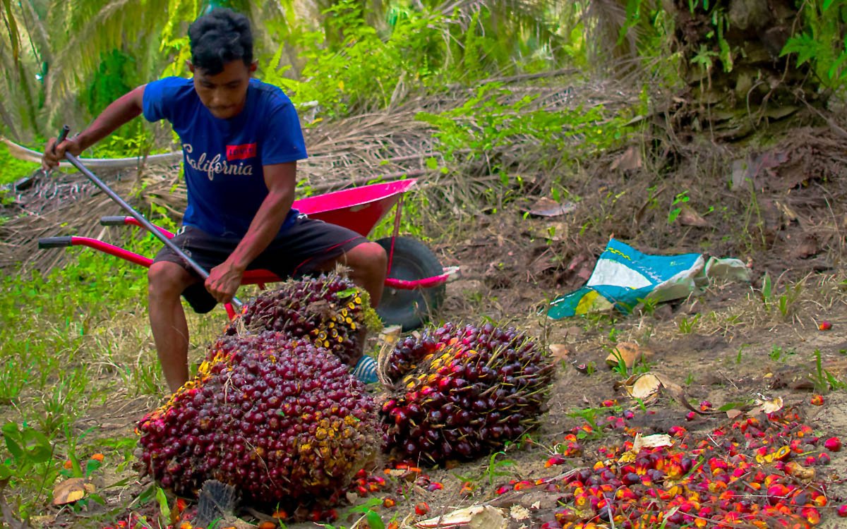 Jambi FFB Price Hits IDR 3,913.49 per Kg for 10–20-Year-Old Palms Palm Oil Magazine