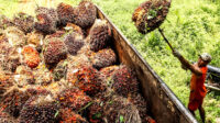 West Sumatra FFB Prices Rise IDR 15.06/kg, Reach IDR 4,042.71 Palm Oil Magazine