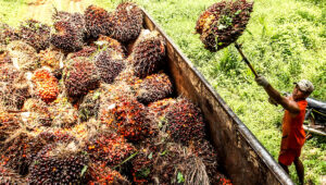 Palm Oil Magazine