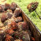Palm Oil Magazine