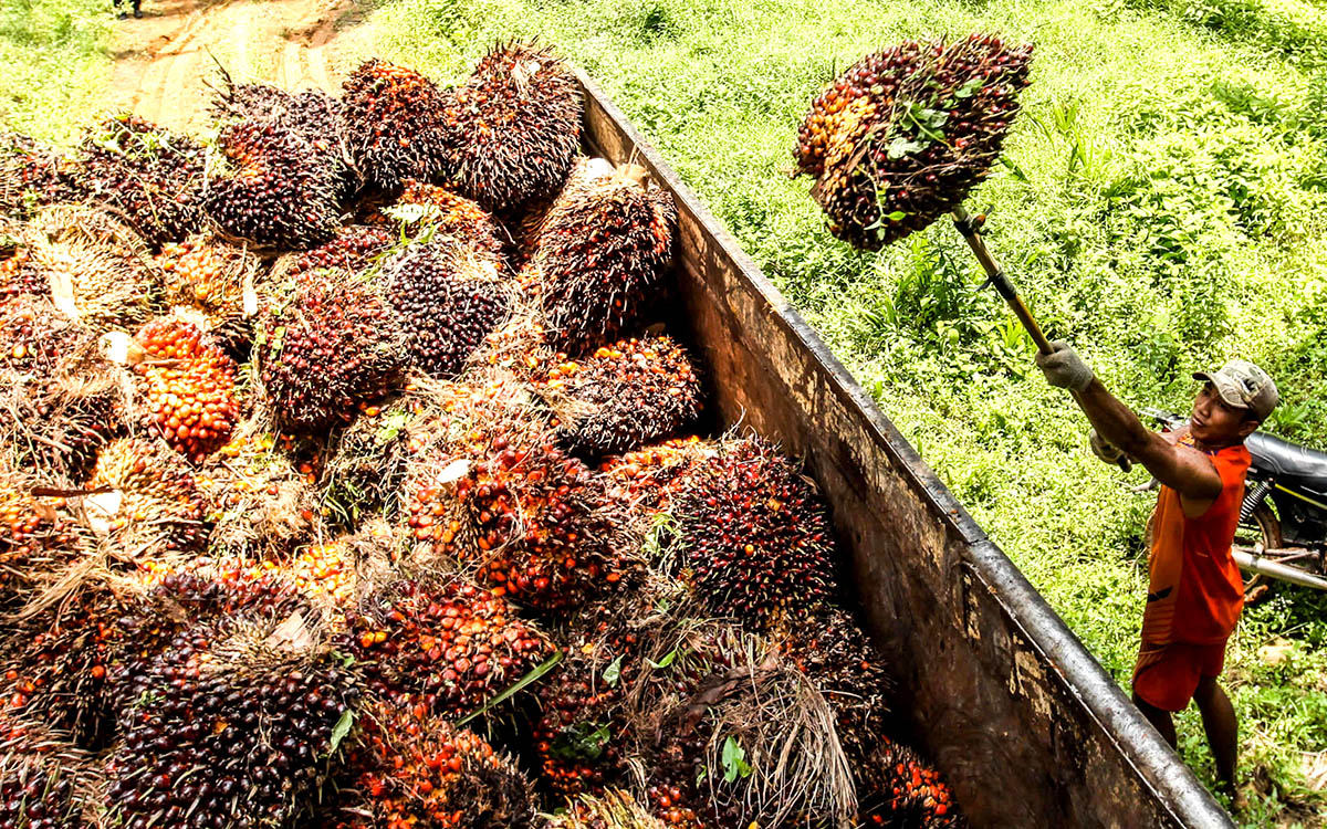 Palm Oil Magazine