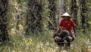 Palm Oil Magazine