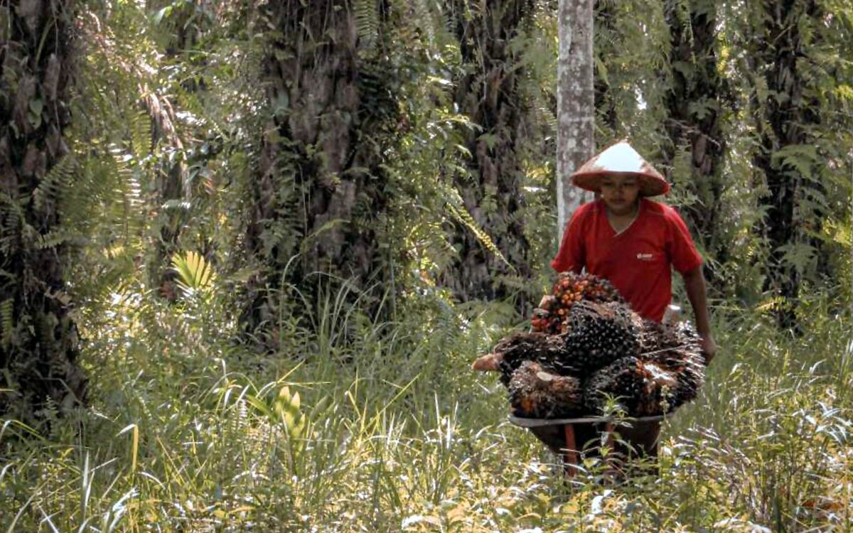 Palm Oil Magazine