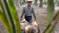 Palm Oil Magazine