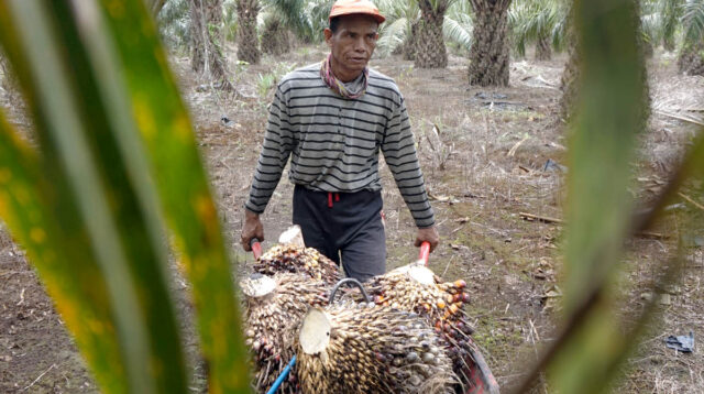 Palm Oil Magazine